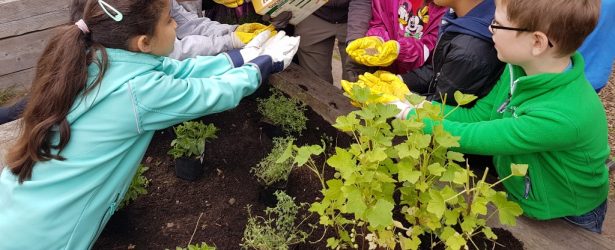 Bunte Obst-Ecke für die Grundschule