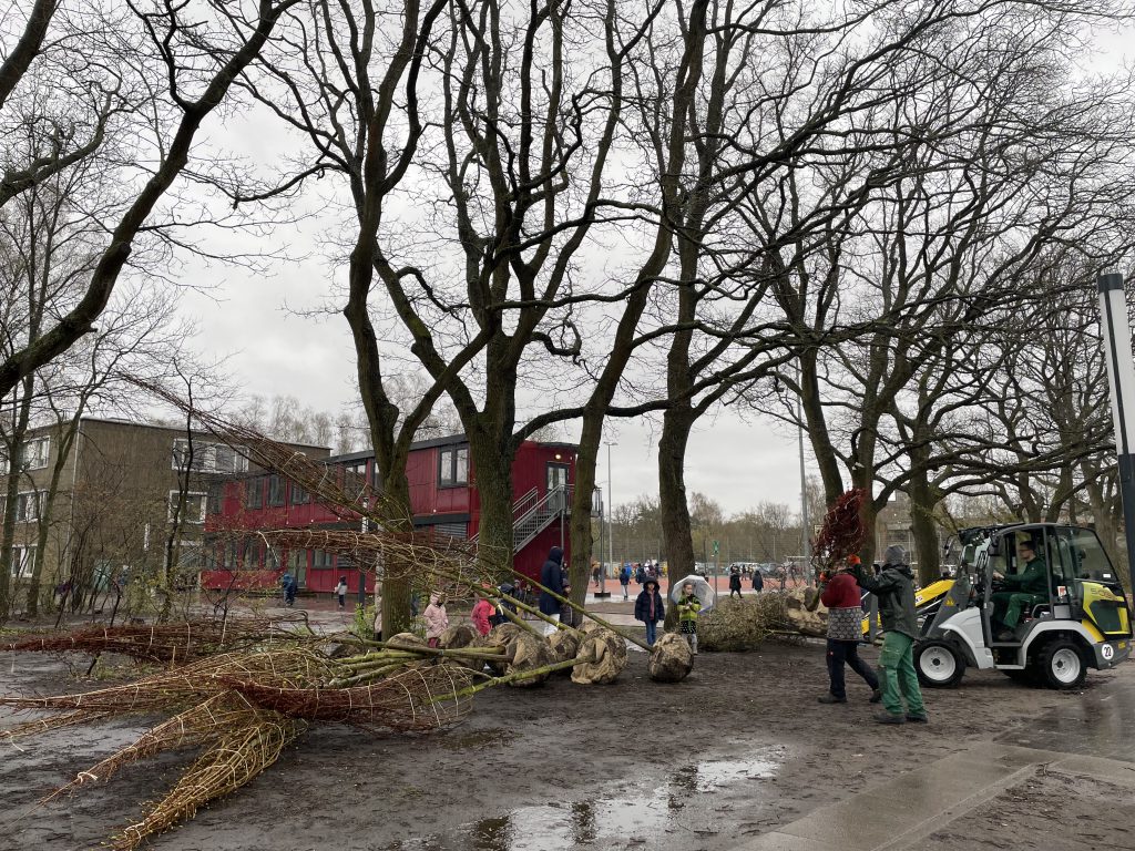 Anlieferung der neuen Bäume
